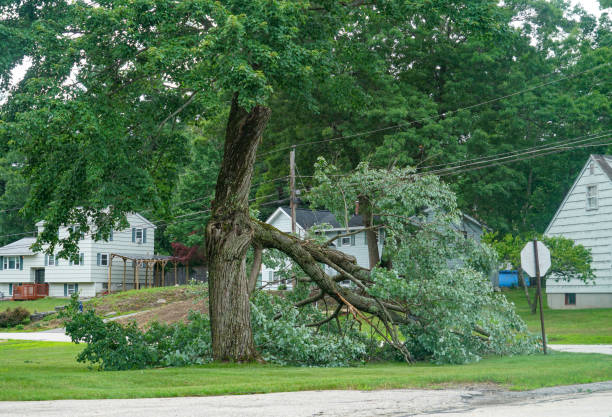 How Our Tree Care Process Works  in  Sewalls Point, FL