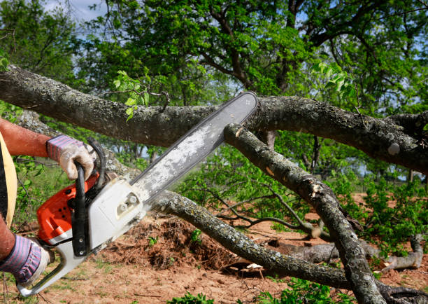 Trusted Sewalls Point, FL Tree Removal Experts